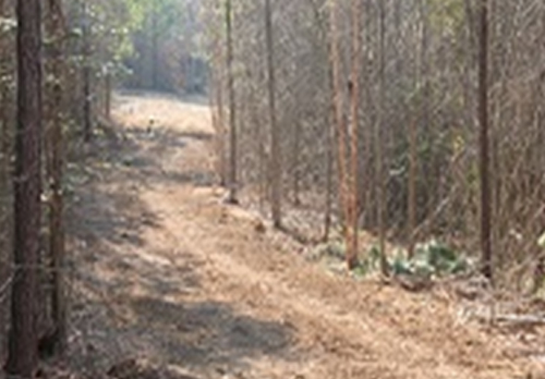 Cutting Access Road