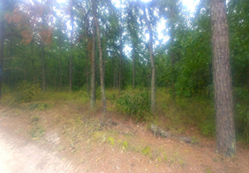 Lot Clearing