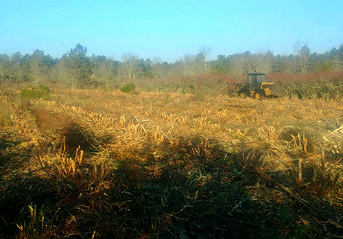 reclaim land