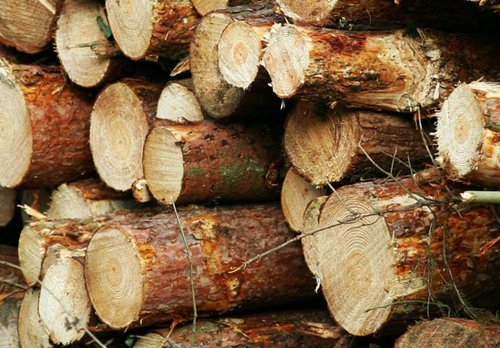 Timber Harvesting